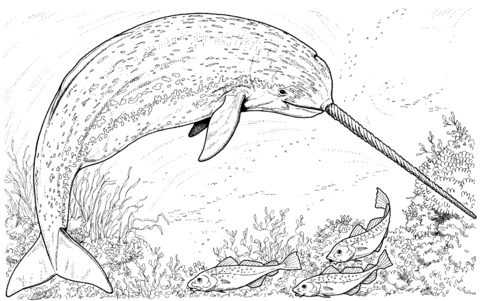 Arctic Narwhal Whale Coloring Page